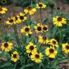 Helenium Bigelovii Tip Top